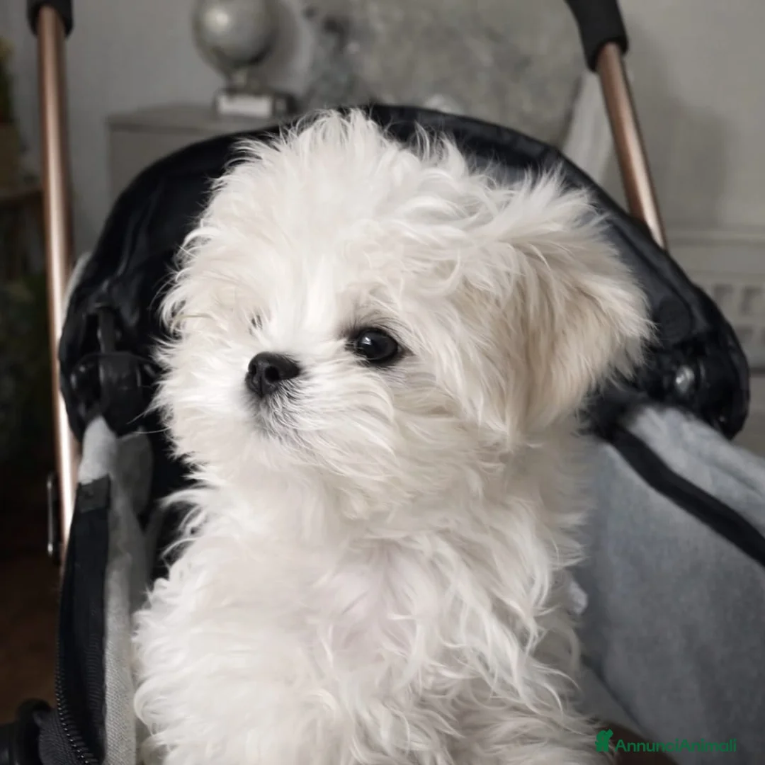 Maltese cani in vendita: cuccioli maltesi linea coreana - Annuncio 2