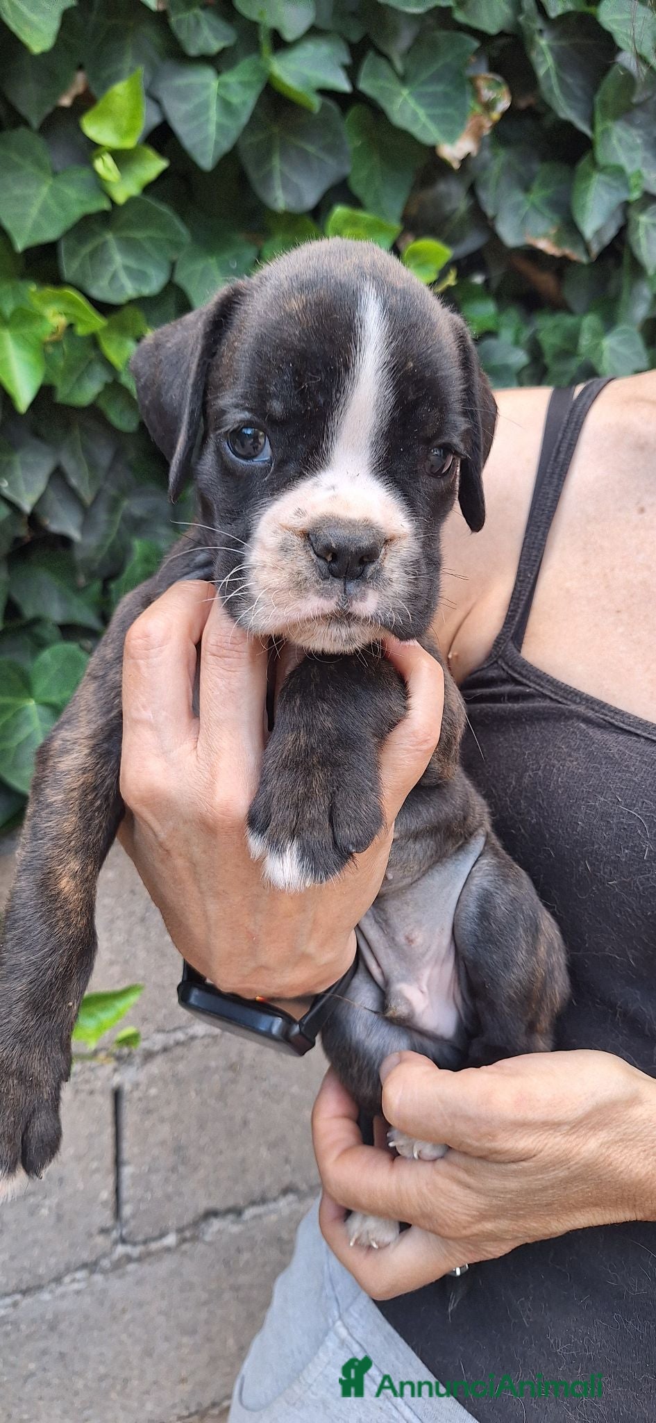 Boxer cani Cuccioli di Boxer - Annuncio 1