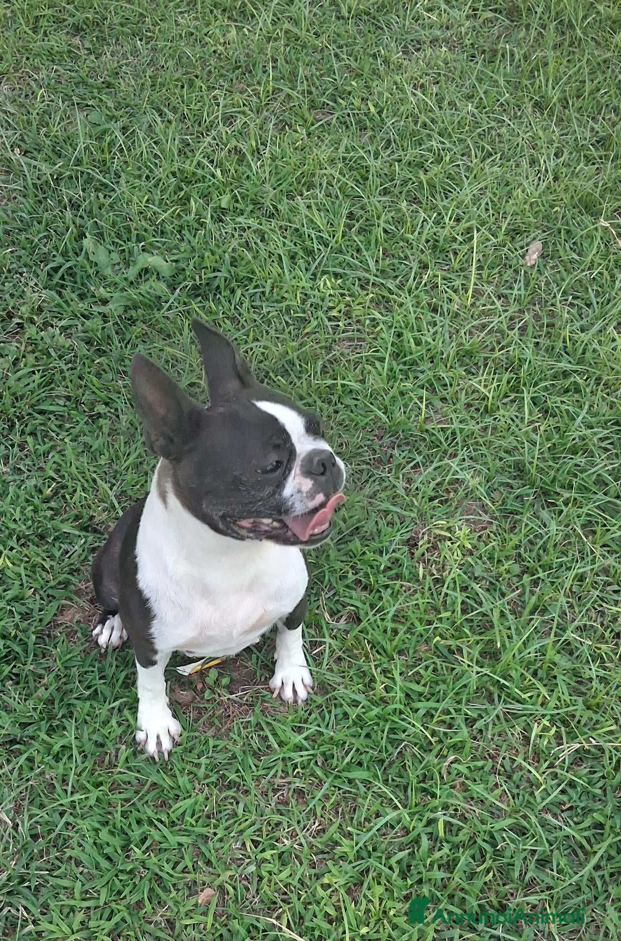 Boston Terrier cani Cuccioli di Boston terrier pedigree enci  - Annuncio 18