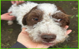 Lagotto cani in regalo: URGENTISSIMO! FORLI' GIOVANE CAGNOLINO CON UNA BRU a Città metropolitana di Milano - Immagine 4