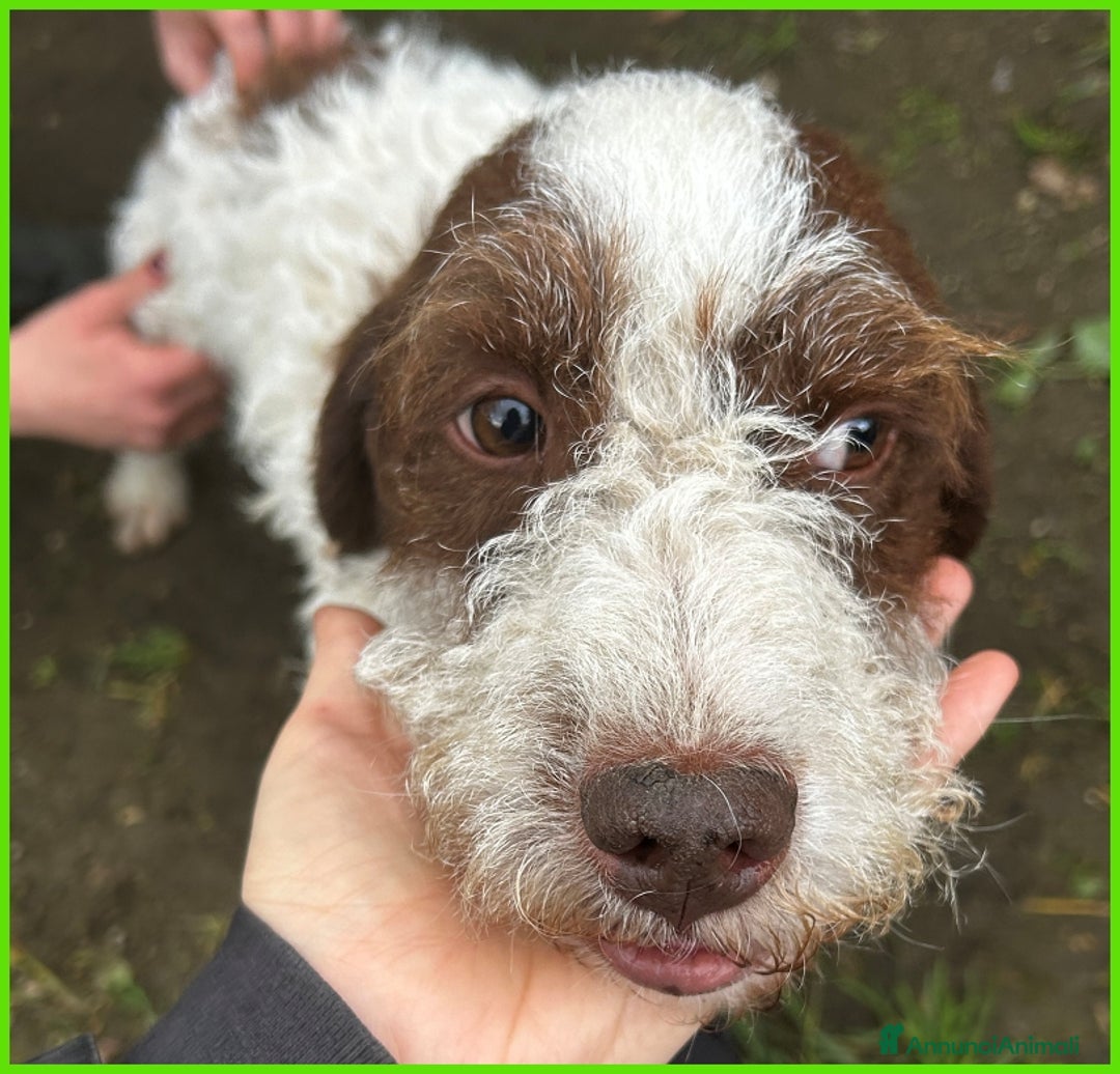 Lagotto cani in regalo: URGENTISSIMO! FORLI' GIOVANE CAGNOLINO CON UNA BRU a Città metropolitana di Milano - Immagine 4