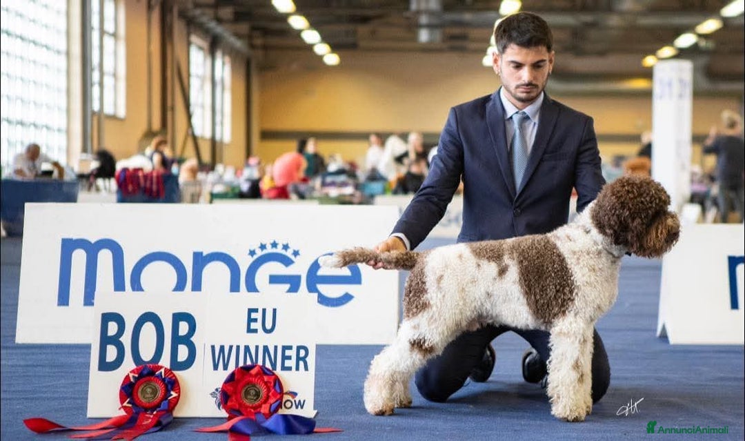 Lagotto cani in vendita: Cuccioli di Lagotto - Annuncio 1