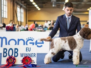 Lagotto cani Cuccioli di Lagotto - Annuncio 27