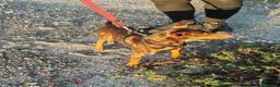 Pinscher Tedesco cani in regalo: Aron: 2 anni, 4 kg, socievole  - Annuncio 4