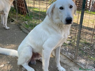 Meticcio cani IL DOLCISSIMO DEMYR - Annuncio 3