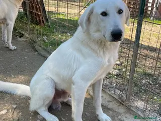 Meticcio cani IL DOLCISSIMO DEMYR - Annuncio 27