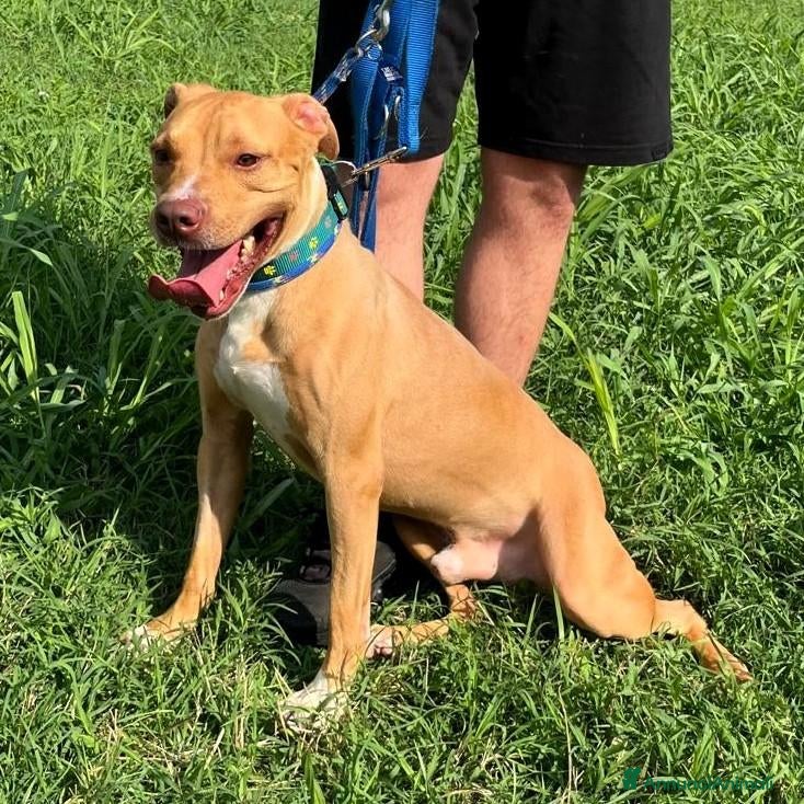Pitbull cani in regalo: CLYDE CERCA CASA - Annuncio 4