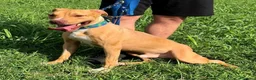 Pitbull cani in regalo: CLYDE CERCA CASA - Annuncio 1
