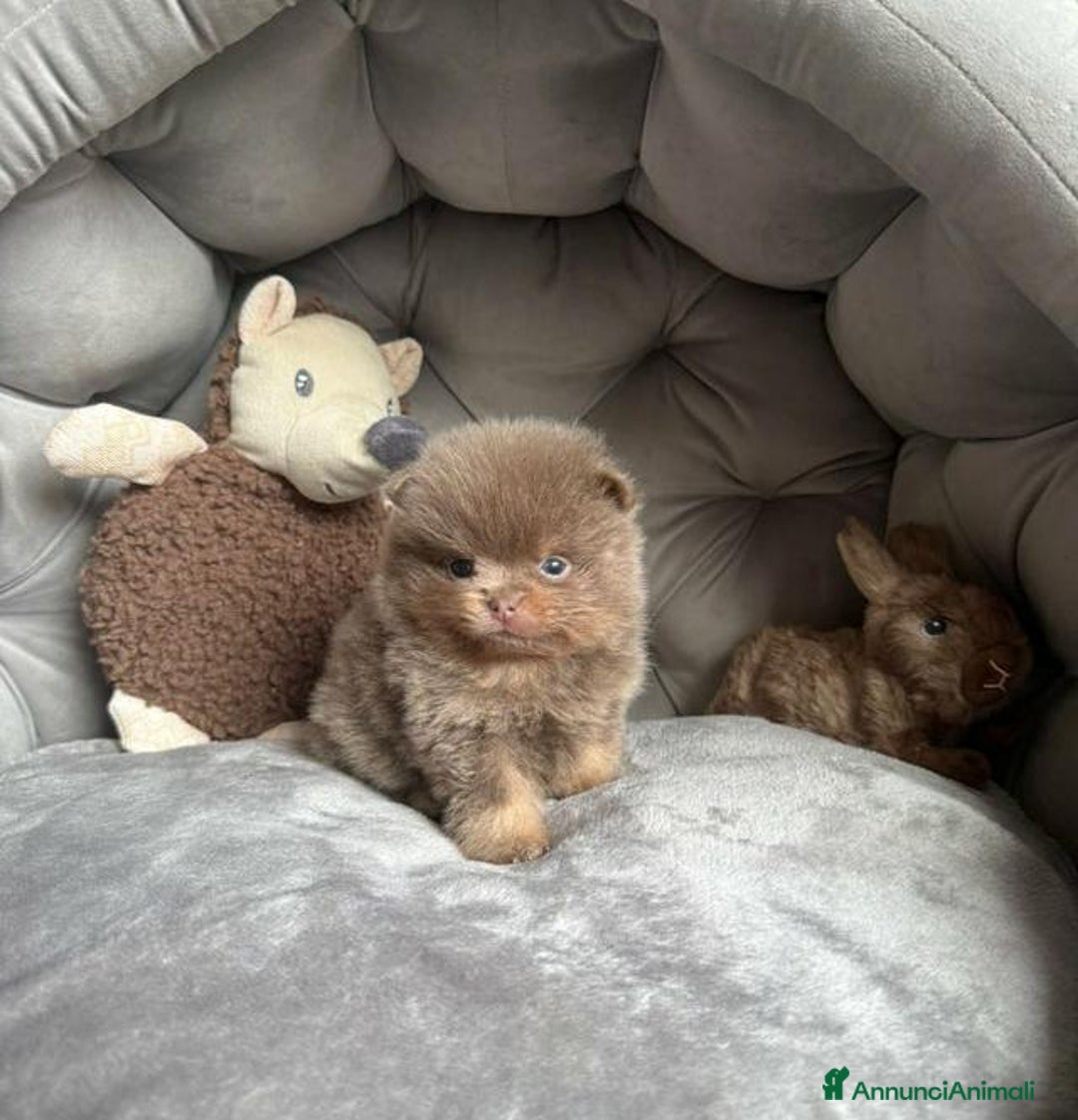 Volpino Pomerania cani in vendita: Bella ragazza pomerania lasciata - Annuncio 6