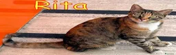 Europeo gatti in regalo:  RITA MICINA DOLCISSIMA URGE ADOZIONE - Annuncio 3