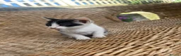 Altre razze gatti in regalo: Gattino di 3 mesi - Annuncio 1