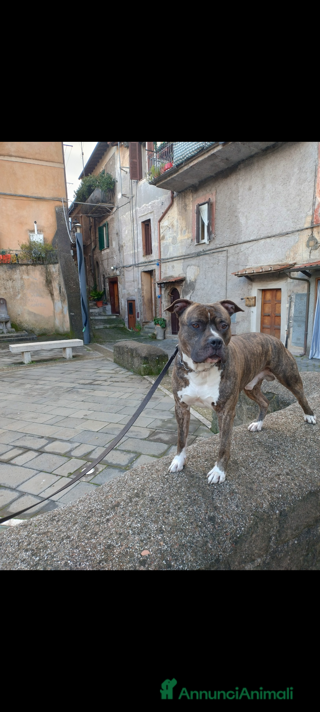 American Staffordshire cani in regalo: Amstaff maschio  - Immagine 3
