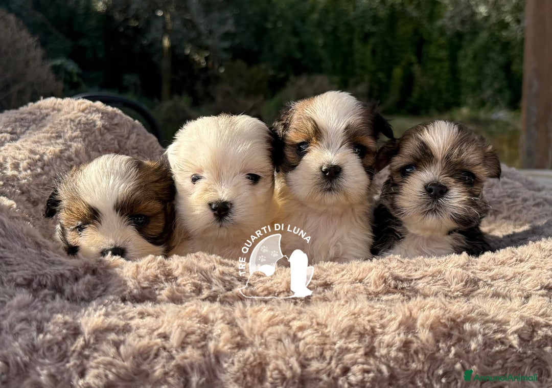 Maltipoo cani in vendita: Lhasa Apso Maltipoo Barboncino Tre Quarti di Luna - Annuncio 2
