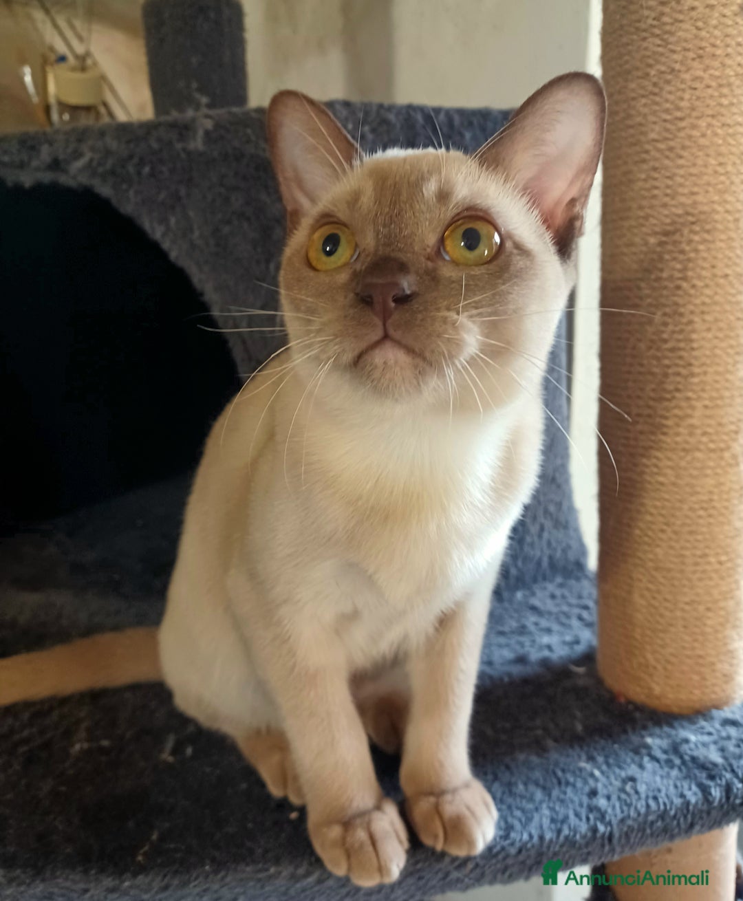 Burmese gatti in vendita: Cuccioli Burmesi Europei - Annuncio 1