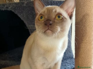 Burmese gatti Cuccioli Burmesi Europei - Annuncio 2