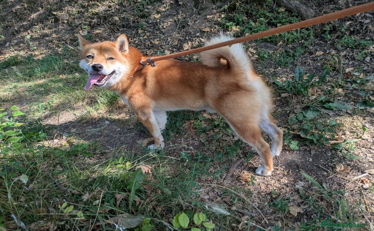 Shiba Inu cani a Provincia di Brescia - Annuncio 16