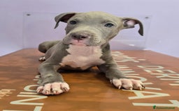 American Staffordshire cani in vendita: Cuccioli di Americanstaffordshire Terrier Bluenose a Città metropolitana di Roma Capitale - Immagine 1