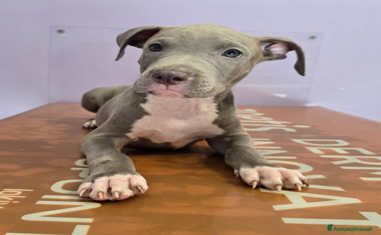 American Staffordshire cani in vendita a Città metropolitana di Roma Capitale - Annuncio 2