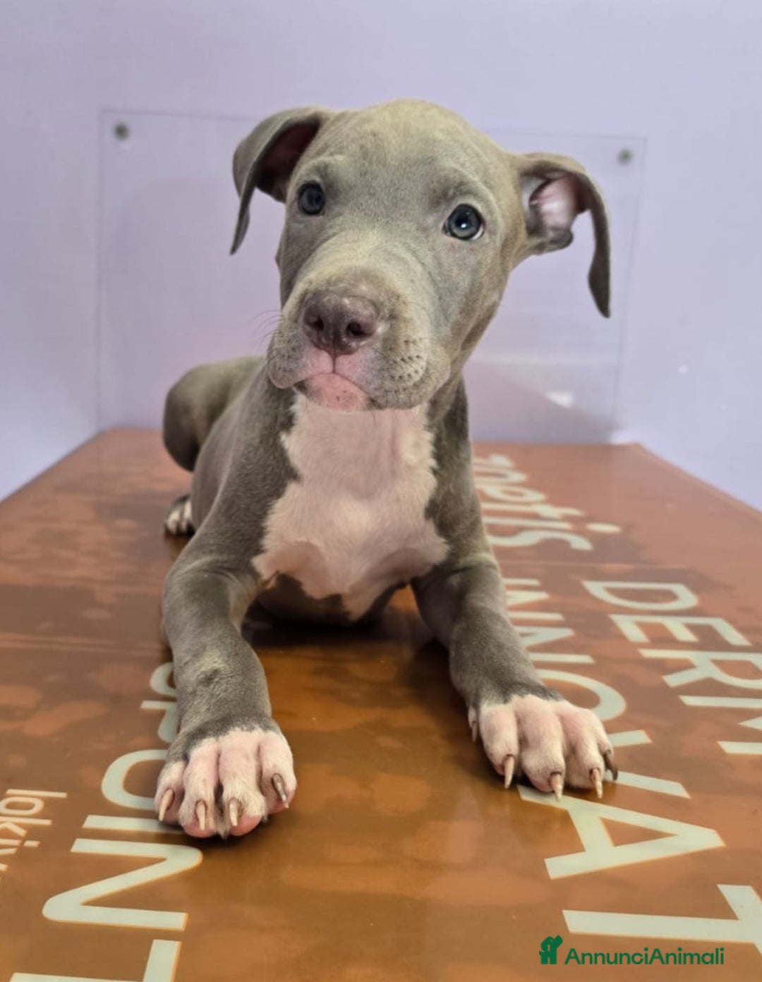 American Staffordshire cani in vendita: Cuccioli di Americanstaffordshire Terrier Bluenose a Città metropolitana di Roma Capitale - Immagine 1