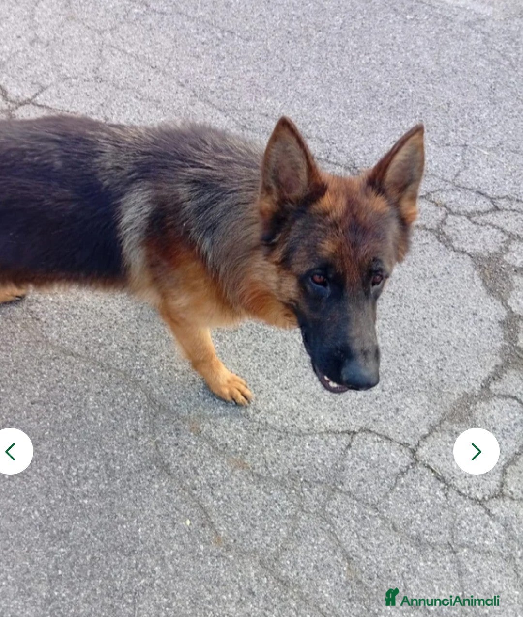 Pastore Tedesco cani in vendita: splendidi cuccioli pastore tedesco  - Annuncio 8