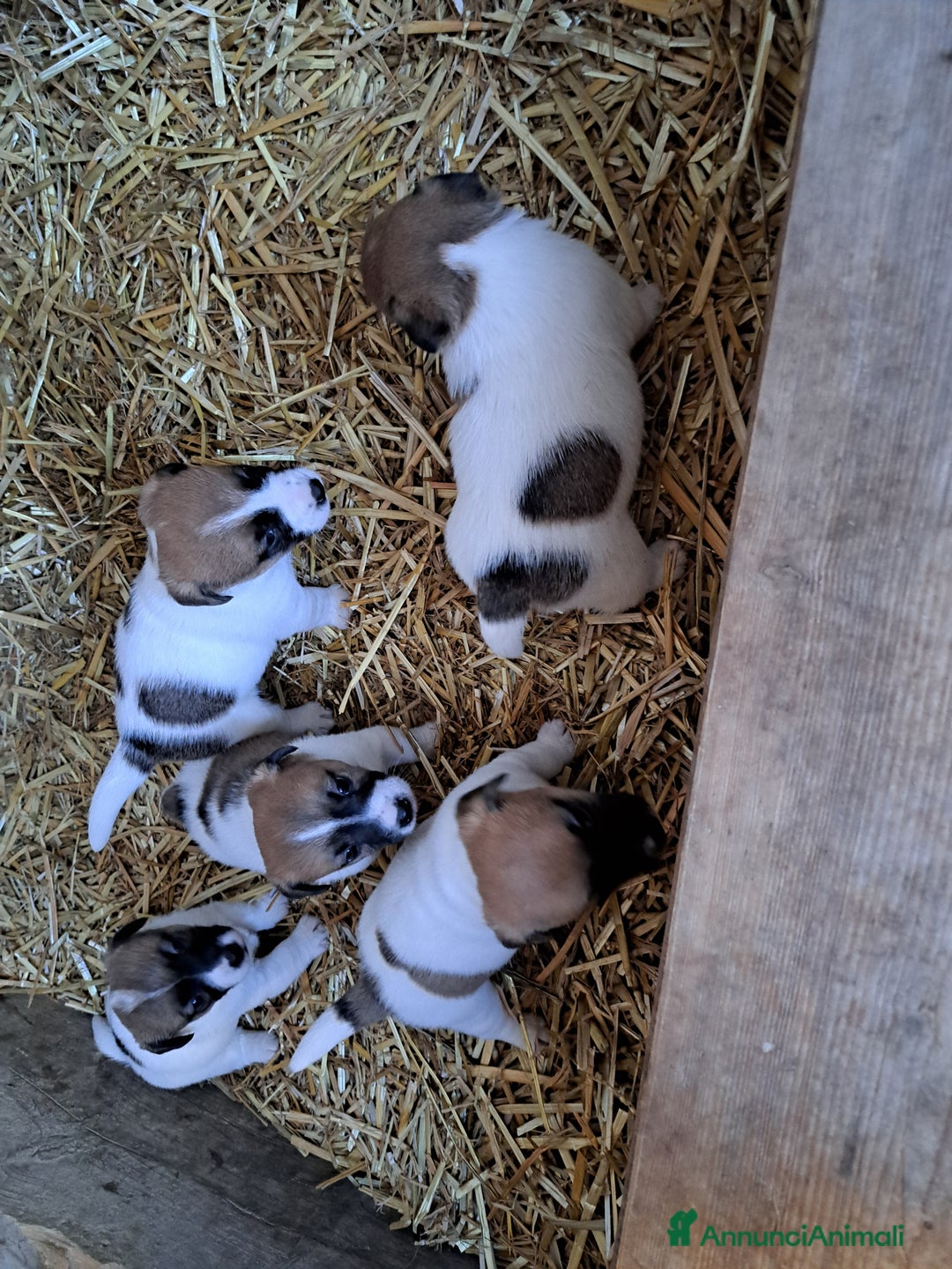Jack Russell cani in vendita: Vendo cuccioli  jack russell  - Annuncio 4