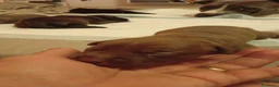 Pitbull cani in vendita: Vendo  - Annuncio 8