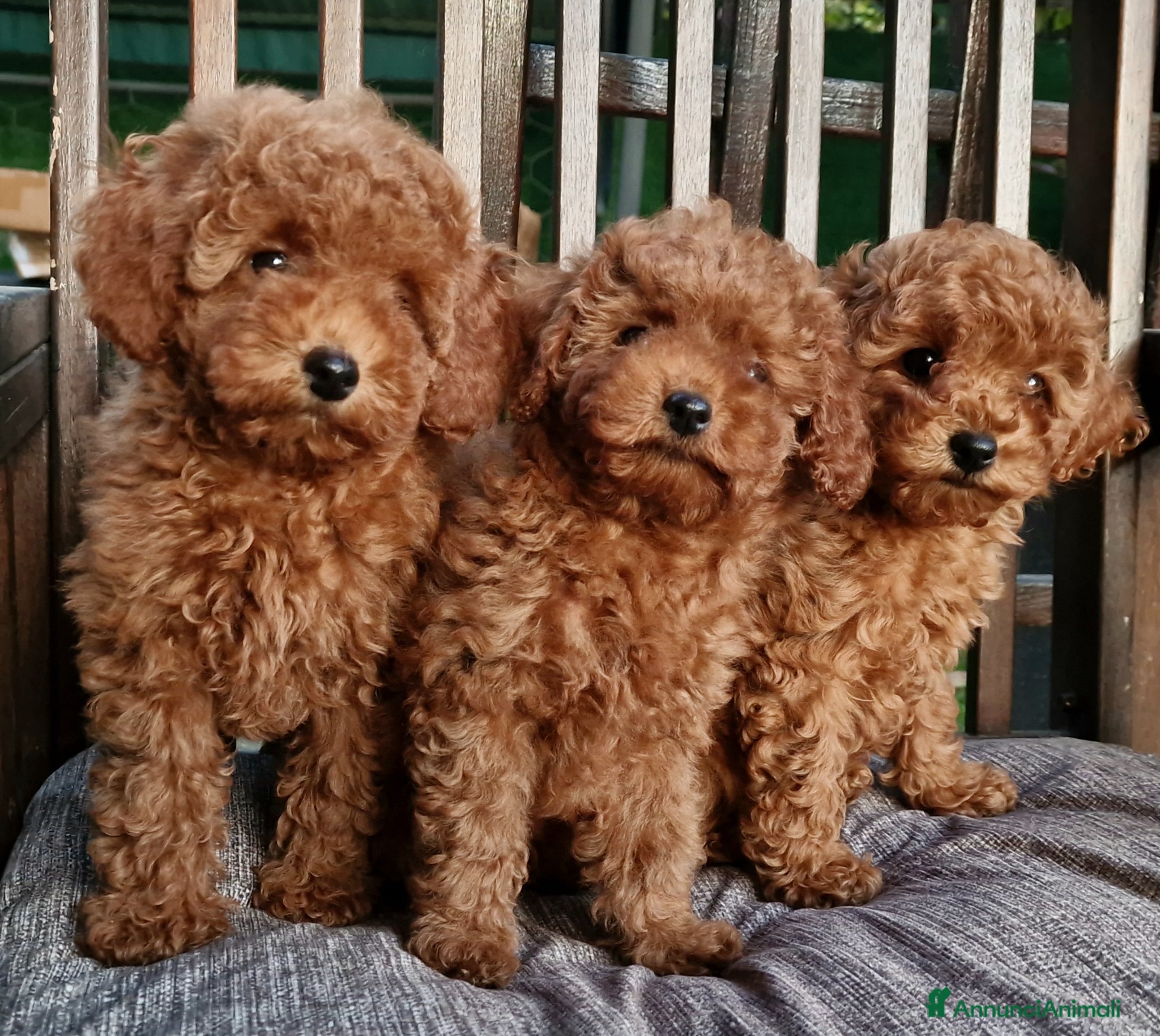 Barboncino Toy cani in vendita: Barboncino mini toy e Teacup Red brown  - Annuncio 12