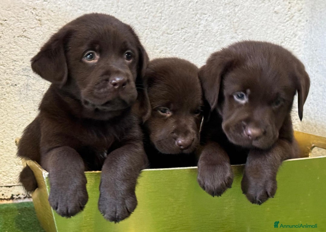 Labrador cani in vendita: Labrador  a Città metropolitana di Milano - Immagine 2