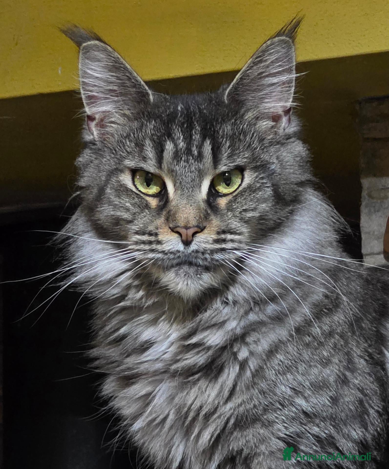 Maine Coon gatti Cucciola di Maine Coon  - Annuncio 7