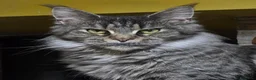 Maine Coon gatti in vendita: Cucciola di Maine Coon  - Annuncio 1