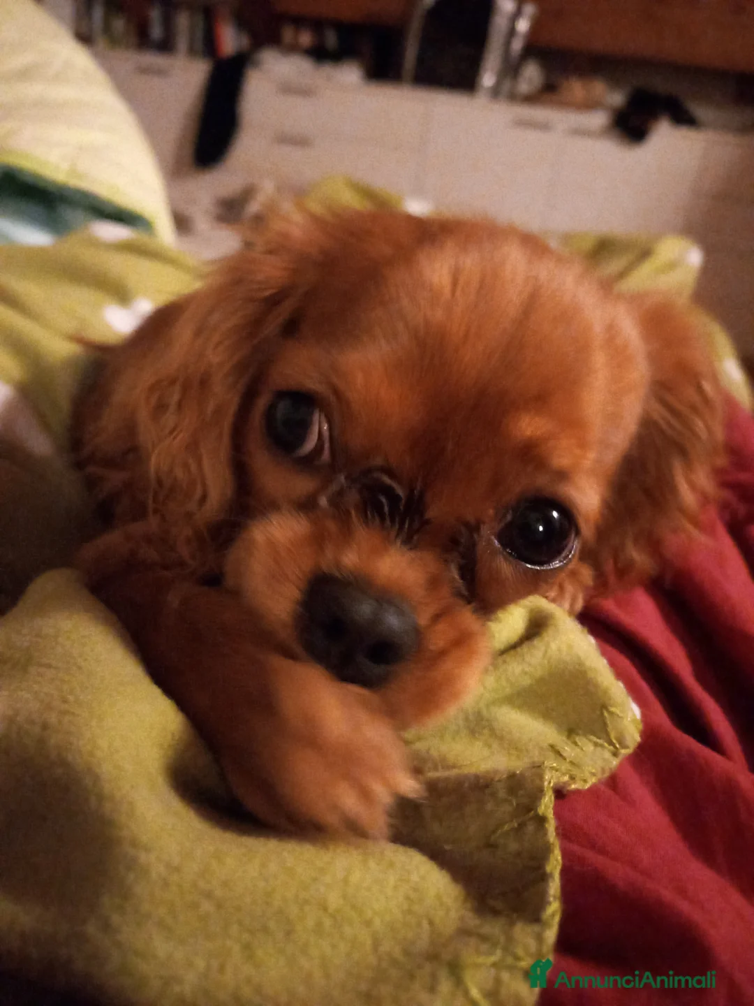 Cavalier King cani in vendita: Dolcissima Cavalier King femmina cerca famiglia  - Annuncio 3