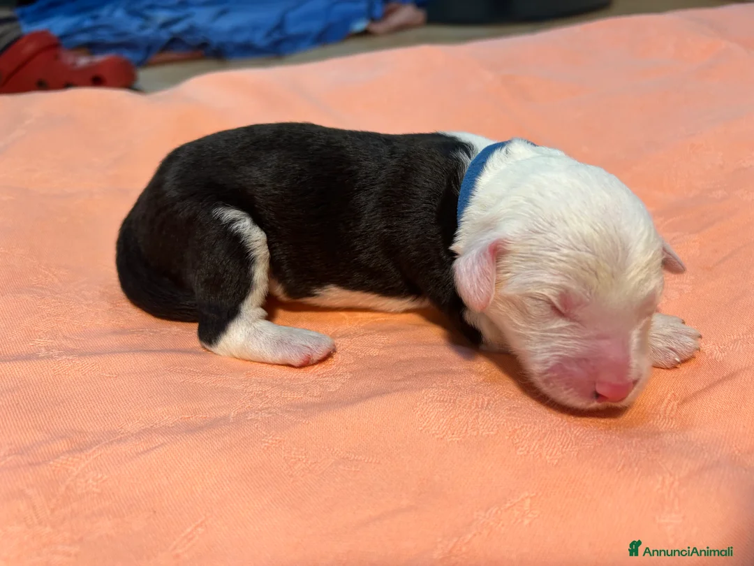 Bobtail cani in vendita: Cuccioli di Bobtail  - Annuncio 13