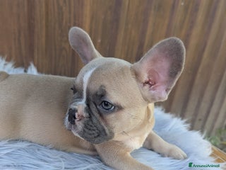 Bulldog Francese cani - Annuncio 26