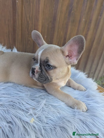 Bulldog Francese cani - Annuncio 4