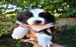 Australian Shepherd cani in vendita: Cuccioli di pastore australiano disponibili  a Provincia di Asti - Immagine 2