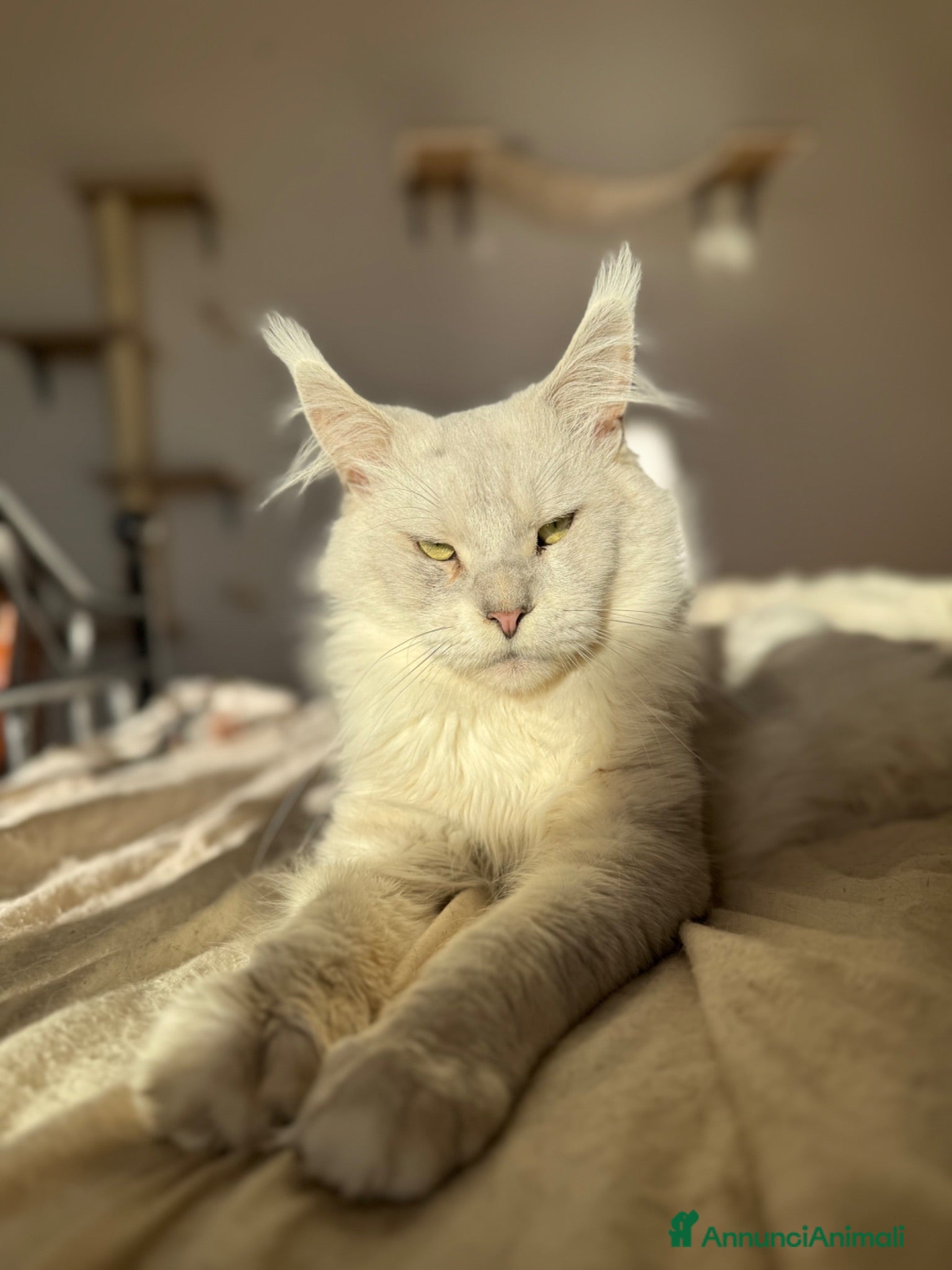 Maine Coon gatti Maine coon shaded as11 per monta - Annuncio 3