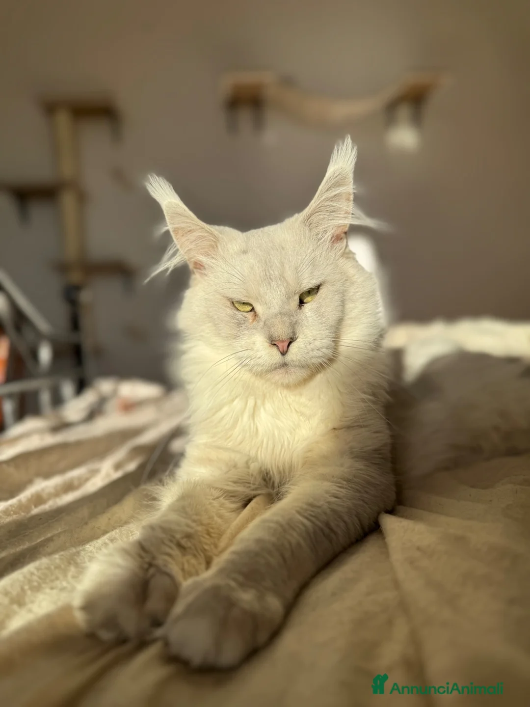 Maine Coon gatti per accoppiamento: Maine coon shaded as11 per monta - Annuncio 1
