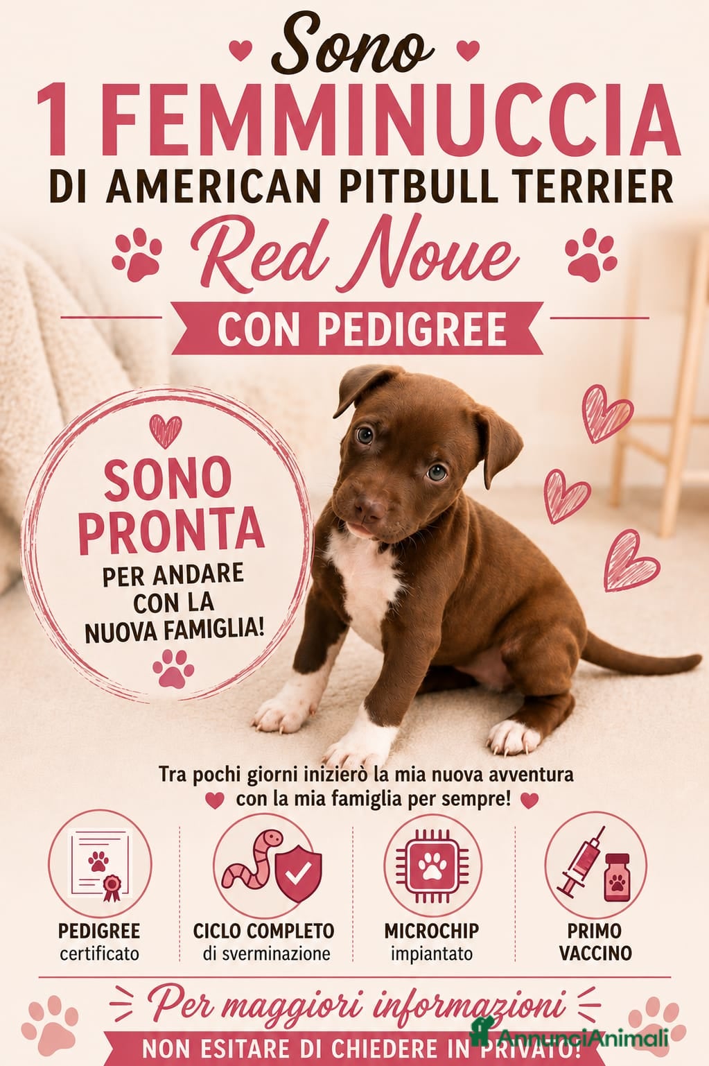 American Staffordshire cani Cucciola di  American pitbull - Annuncio 3