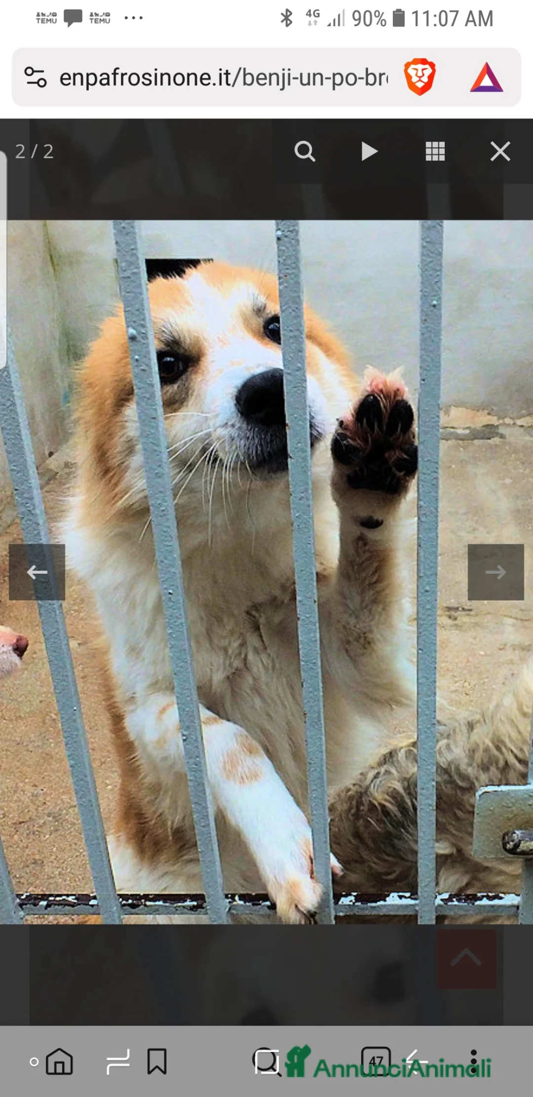 Meticcio cani in regalo: ADOZ.del💔:meraviglioso,dolciss.abbandonato a 1mes - Annuncio 6