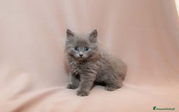 Siberiano gatti in vendita: Gattini siberiani  a Provincia di Padova - Immagine 1