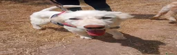 Meticcio cani in regalo: EROS 💙 una nuvola bianca. Con quattro zampe. a Provincia di Padova - Annuncio 3