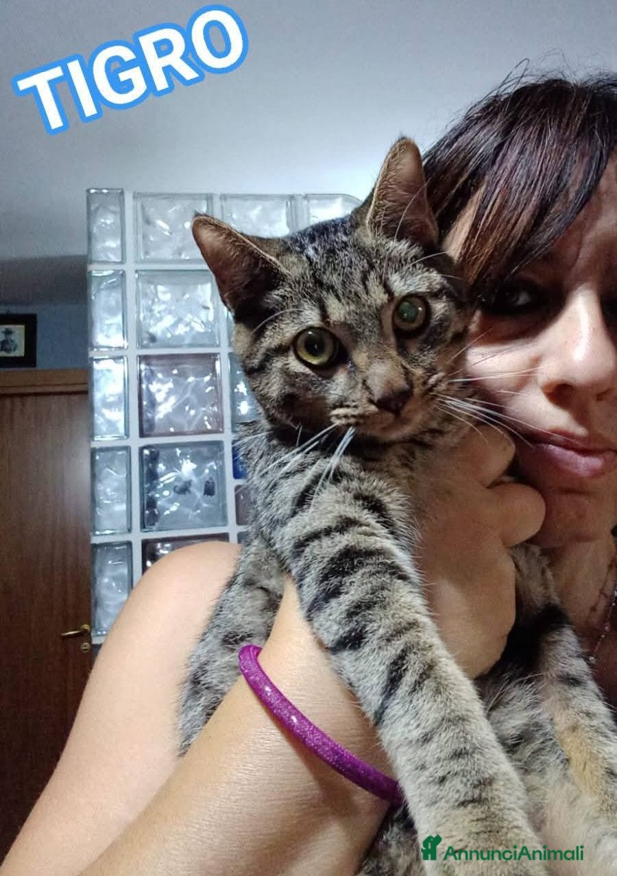 Europeo gatti TIGRO, adorabile micino da adottare! - Annuncio 29