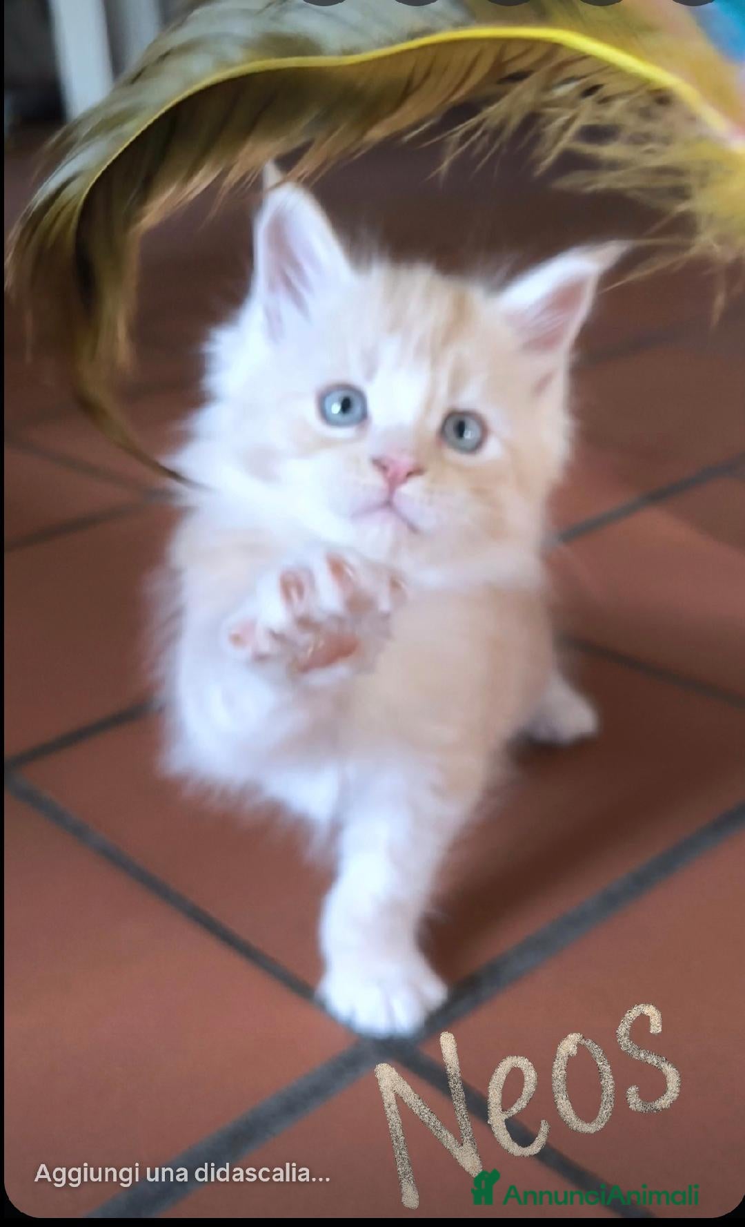 Maine Coon gatti Cuccioli Maine Coon - Annuncio 5