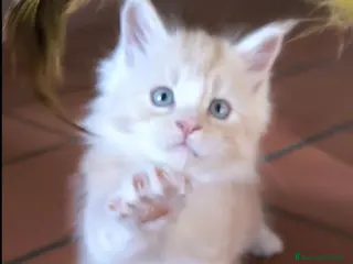 Maine Coon gatti Cuccioli Maine Coon - Annuncio 5