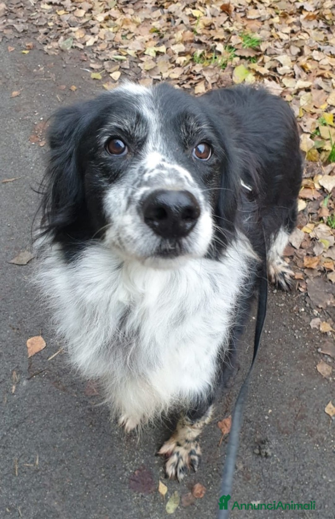 Meticcio cani in regalo: 2fratelli classe 2012, x 10anni in 1lager.ROMA a Città metropolitana di Milano - Annuncio 4