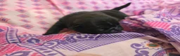 Carlino cani in vendita: Cuccioli carlino con pedigree ENCI  - Annuncio 13