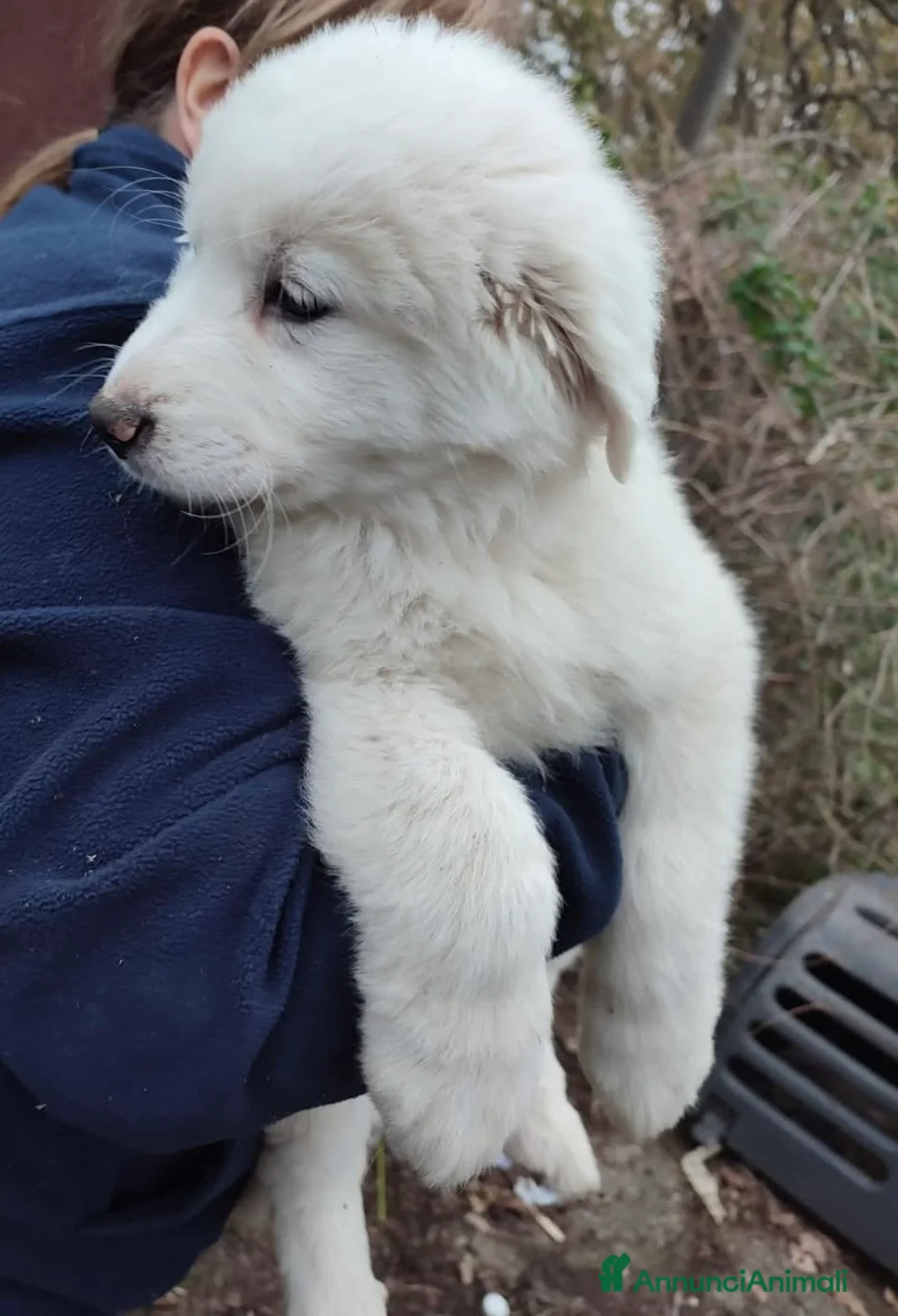 Meticcio cani in regalo: Splendido batuffolino 2 mesi taglia grande  - Annuncio 2
