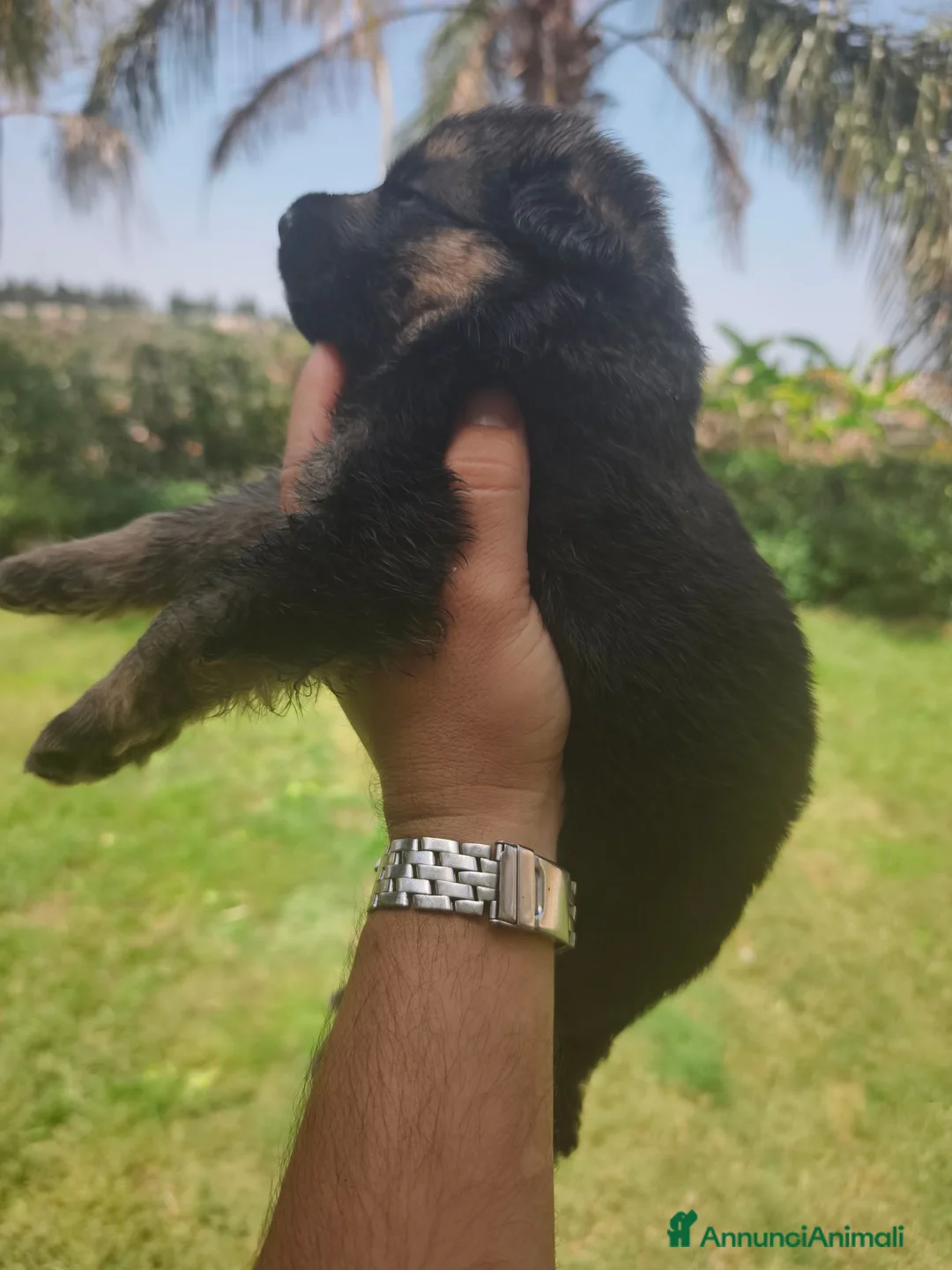 Pastore Tedesco cani in vendita: Cuccioli Pastore Tedesco altissima genealogia. a Provincia di Treviso - Annuncio 3