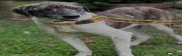 Meticcio cani in regalo: Luna 2anni e 1/2,tg grandina,ok gatti SOS ROMA  - Annuncio 4
