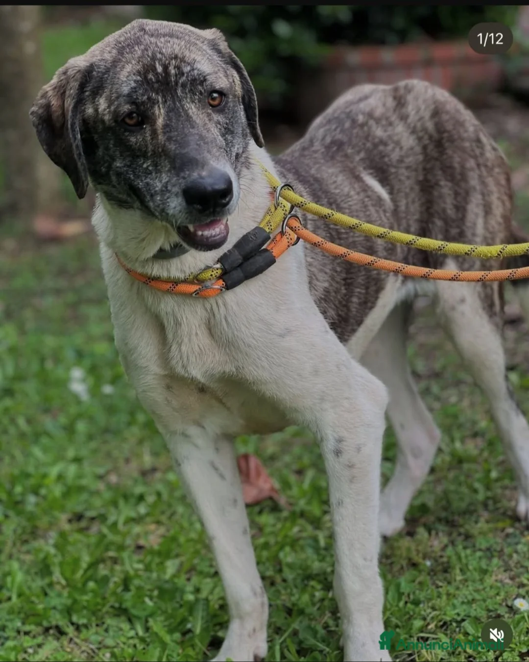 Meticcio cani in regalo: Luna 2anni e 1/2,tg grandina,ok gatti SOS ROMA  - Annuncio 4